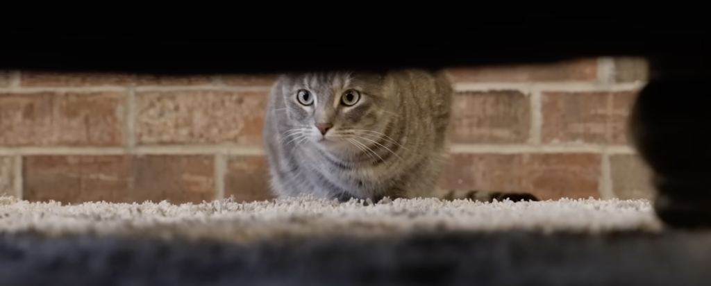 Catit – AI-Powered Media Tool + Gen-Z Profile