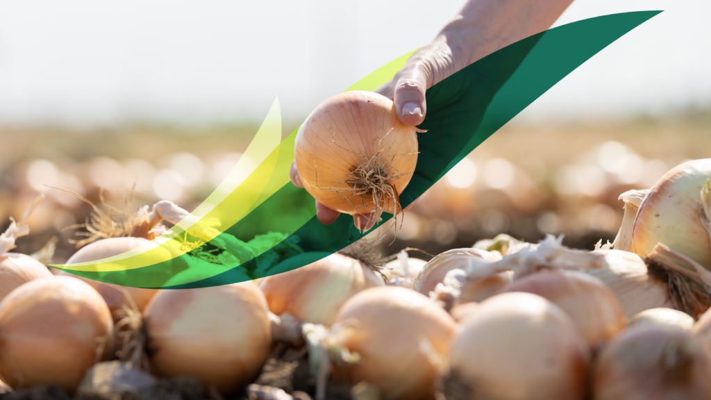Bayer – Seasoned Vegetables Campaign Strategy